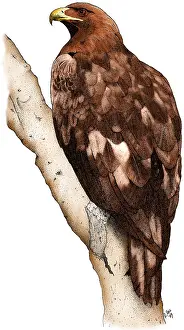American Wildlife Art Impressions: Golden Eagle