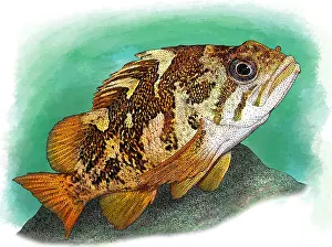 Wildlife Illustration Impressions: Gopher Rockfish