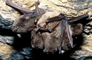 Endangered Mammals Impressions: Gray Bats