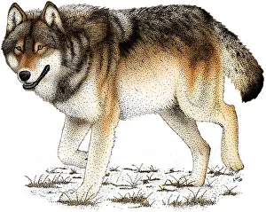 Gray Wolf Illustration Impressions: Gray or Timber Wolf