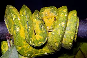 Green Tree Python Impressions: Green Tree Python