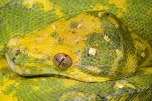 Green Tree Python Impressions: Green Tree Python
