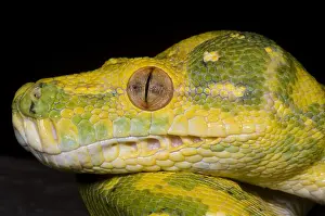 Green Tree Python Impressions: Green Tree Python