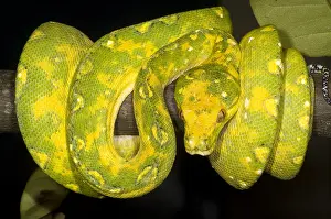Green Tree Python Impressions: Green Tree Python
