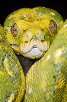 Constrictor Snakes Impressions: Green Tree Python