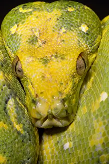 Green Tree Python Impressions: Green Tree Python