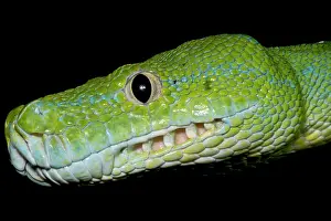 Wildlife Reptiles Impressions: Green Tree Python (Morelia viridis)