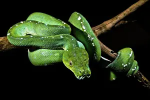Green Tree Python Impressions: Green Tree Python (Morelia viridis)