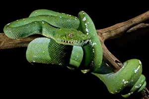 Green Tree Python Impressions: Green Tree Python (Morelia viridis)