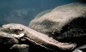 United States Fauna Impressions: Hellbender