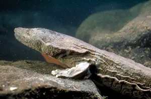 Wildlife Animals In Water Impressions: Hellbender