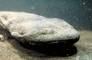 Amphibian Wildlife Images Impressions: Hellbender