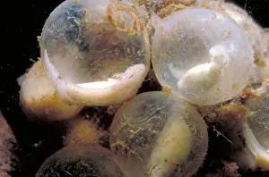 Aquatic Wildlife Images Impressions: Hellbender Eggs