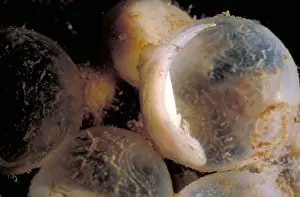 Nature Animal Photos Impressions: Hellbender Eggs