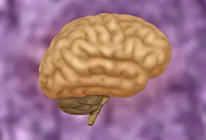 Cerebral Cortex Structure Impressions: Human Brain
