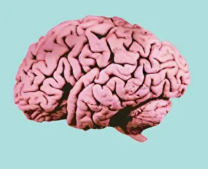 Human Nervous System Diagram Impressions: Human Brain