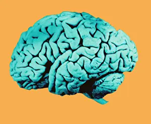 Cerebral Cortex Structure Impressions: Human Brain