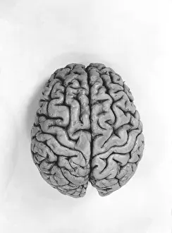 Brain Anatomy Images Impressions: Human Brain