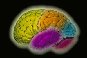 Human Brain Illustration Impressions: Human brain