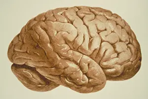 Human Brain Illustration Impressions: Human brain