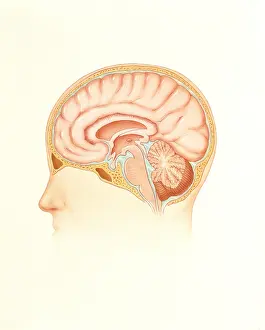 Human Brain Cross Section Impressions: Human brain