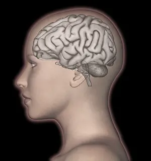 Human Nervous System Diagram Impressions: Human Brain