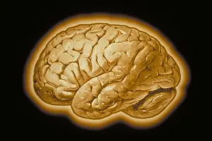Human Brain Illustration Impressions: Human brain