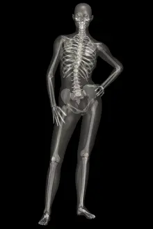 Human Skeleton Illustration Impressions: Human Skeleton