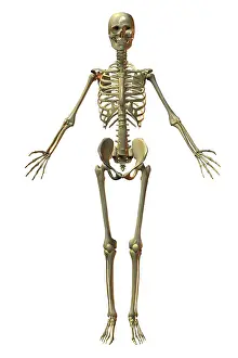 Human Bone Structure Impressions: Human Skeleton