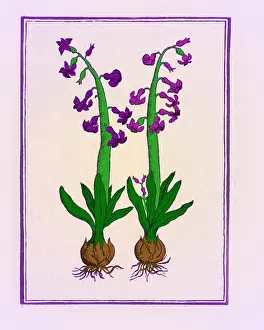 Greek Mythological Creatures Impressions: The Hyacinth