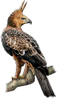 Tropical Rainforest Birds Impressions: Javan Hawk Eagle