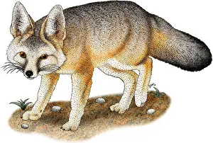 Wildlife Artwork Impressions: Kit Fox