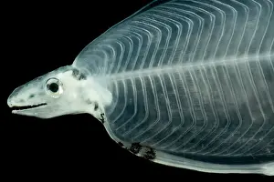 Ocean Creatures Impressions: Larval Eel