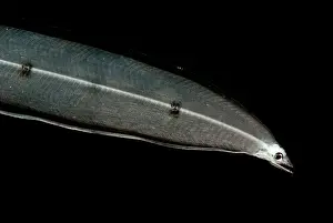Deep Sea Creatures Impressions: Larval Eel