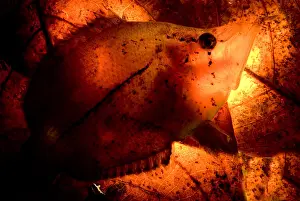 Camouflaged Fish Species Impressions: Leaf Fish