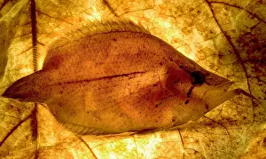 Camouflaged Fish Species Impressions: Leaf Fish