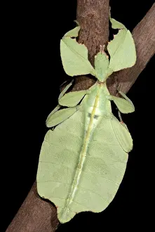 Leaf Insect Impressions: Leaf Insect