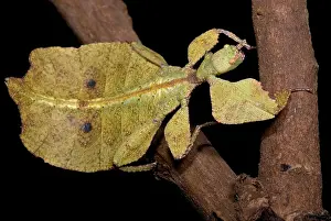 Camouflaged Animals Impressions: Leaf Insect