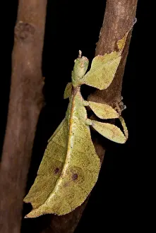 Southeast Asia Animals Impressions: Leaf Insect