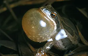 Nature Animal Photos Impressions: Leopard Frog