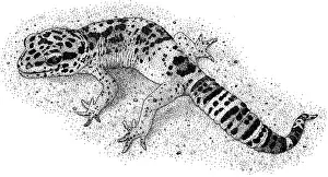 Reptile Artwork Impressions: Leopard Gecko