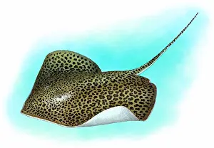 Indian Ocean Sea Life Impressions: Leopard ray