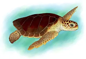 Loggerhead Sea Turtle Impressions: Loggerhead Sea Turtle