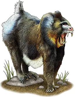 Mandrill Illustration Impressions: Mandrill