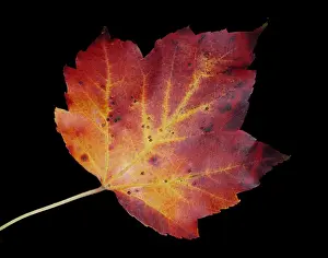 Autumn Colored Leaves Impressions: Maple Leaf