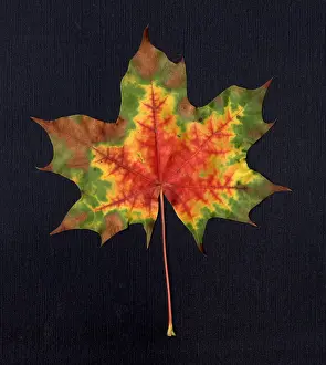 Maple Leaf