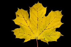 Autumn Colored Leaves Impressions: Maple Leaf