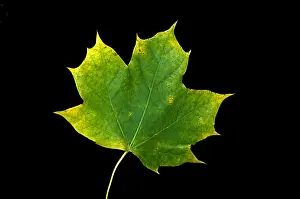 Autumn Colored Leaves Impressions: Maple Leaf