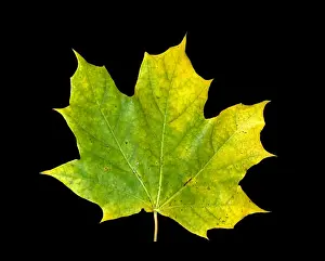 Autumn Leaf Coloration Impressions: Maple Leaf