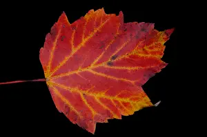 Autumn Colored Leaves Impressions: Maple Leaf